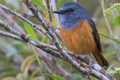Forest Rock Thrush (Monticola sharpei)