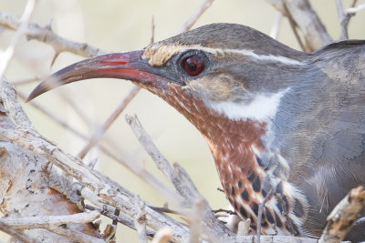 Subdesert Mesite (Monias benschi)
