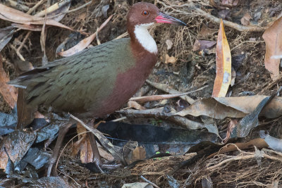 White-throated Rail (Dryolimnas cuvieri)