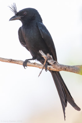 Crested Drongo (Dicrurus forficatus)