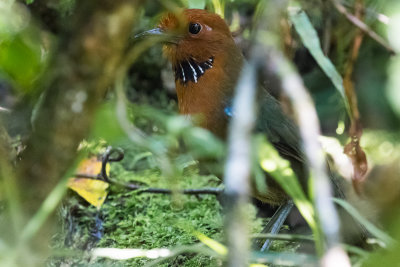 Rufous-headed Ground Roller (Atelornis crossleyi)