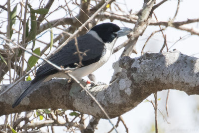 Lafresnaye's Vanga (Xenopirostris xenopirostris)