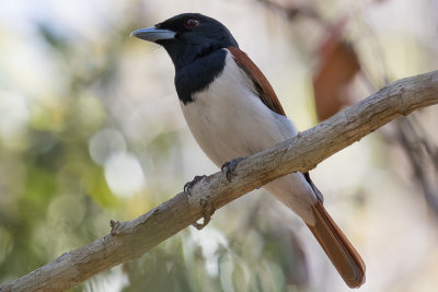 Rufous Vanga (Schetba rufa)