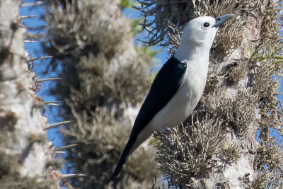 White-headed Vanga (Artamella viridis)