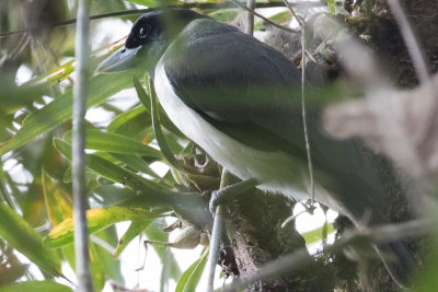 Pollen's Vanga (Xenopirostris polleni)