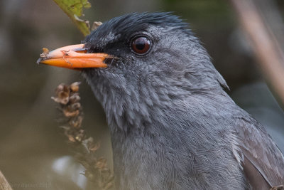 Malagasy Bulbul (Hypsipetes madagascariensis)