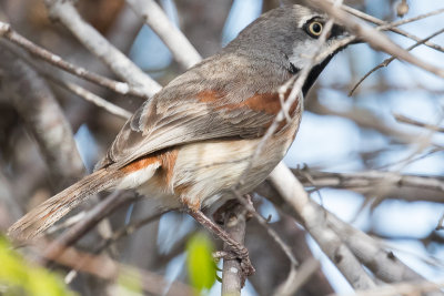 Red-shouldered Vanga (Calicalicus rufocarpalis)