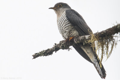 Madagascan Cuckoo (Cuculus rochii)