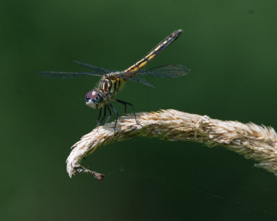 g10/94/645794/3/167990613.nqiGd4Ed.jpg