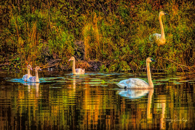 * 720 - Wildlife: Swans On Baptism River