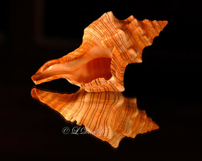 Tulip Shell