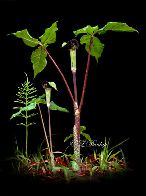 Jack In The Pulpit 