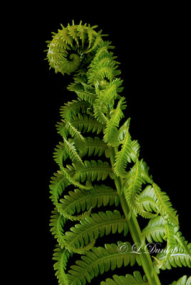 Ostrich Fern 