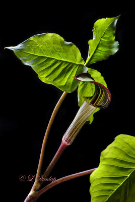 Jack In The Pulpit 