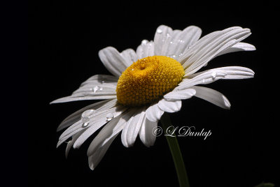 OxEye Daisy