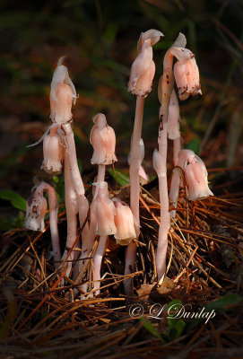 Indian Pipes (Ghosts of August)