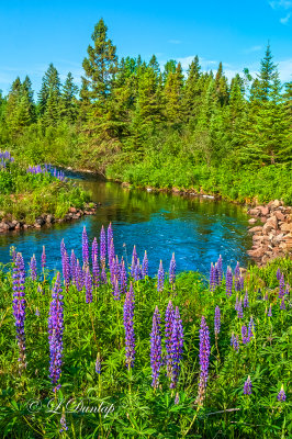 104.32 - Arrowhead: Manitou River With Lupines