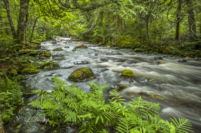 84.81 - Tait River: Summer Greens LCD_5166.jpg
