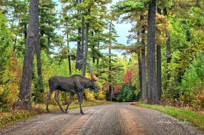 730 - Arrowhead Trail: Moose Crossing 