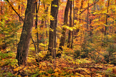 ** 86.81 - Sawtooth Mountains:  Autumn Woods 