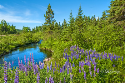 111.6 - Manitou River Lupines