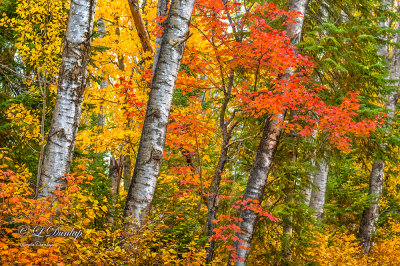 86.82 - Sawtooth:  Autumn Tree Color 