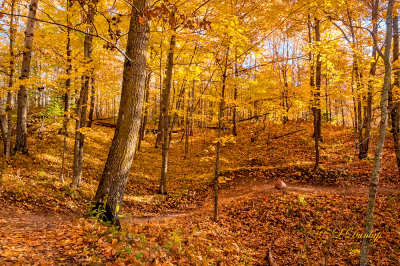 3.7 - Jay Cooke:  Autumn Woods