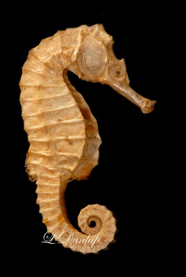  Seahorse