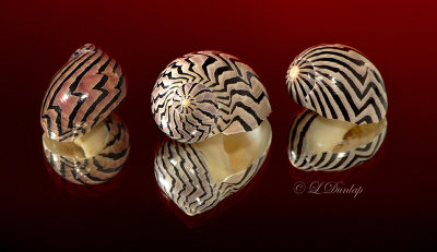 Zebra Nerites