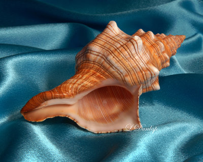 Horse Conch 1