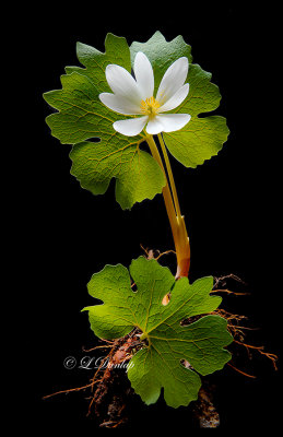 200.12 - Bloodroot Botanical