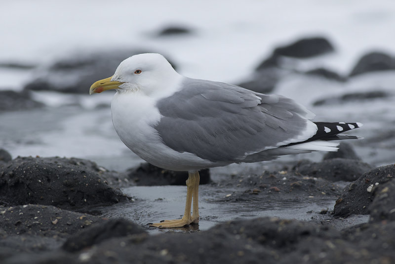 Geelpootmeeuw / Yellow-legged Gull