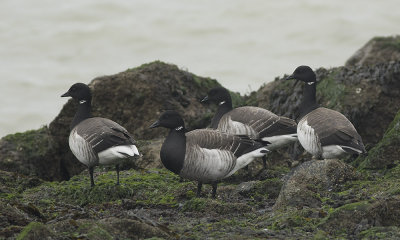 Witbuikrotgans / Pale-bellied Brant Goose