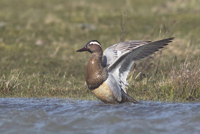 Zomertaling / Garganey
