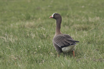 Dwerggans / Lesser White-fronted Goose