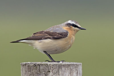 Tapuit / Wheatear