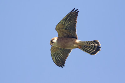 Roodpootvalk / Red-footed Falcon