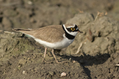 Kleine Plevier / Little Ringed Plover