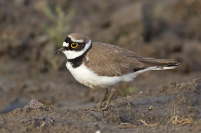 Kleine Plevier / Little Ringed Plover