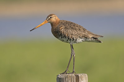 Grutto / Black-tailed Godwit