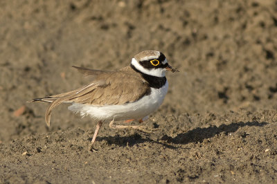 Kleine Plevier / Little Ringed Plover