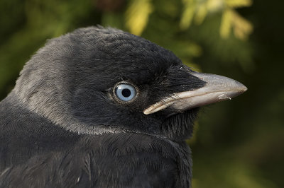 Kauw / Western Jackdaw