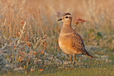 Morinelplevier / Dotterel