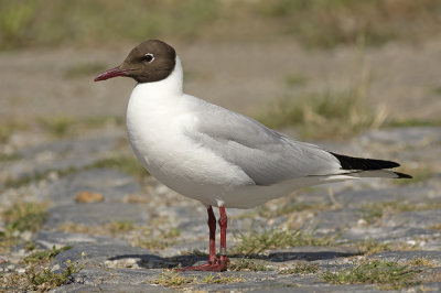 Kokmeeuw / Black-headed Gull