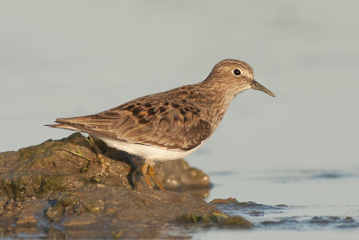 Temminck's Strandloper