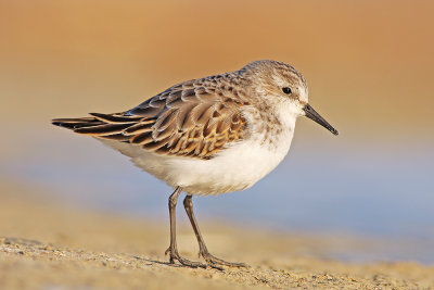 Kleine Strandloper / Little Stint