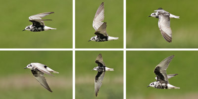 Witvleugelstern / White-winged Black Tern