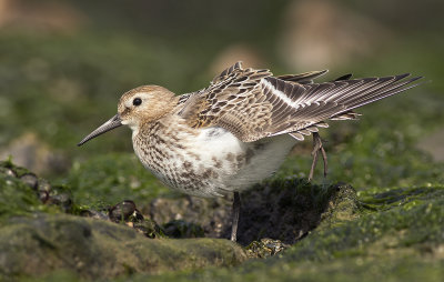 Bonte Strandloper / Dunlin