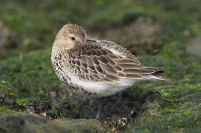 Bonte Strandloper / Dunlin