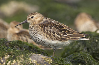 Bonte Strandloper / Dunlin